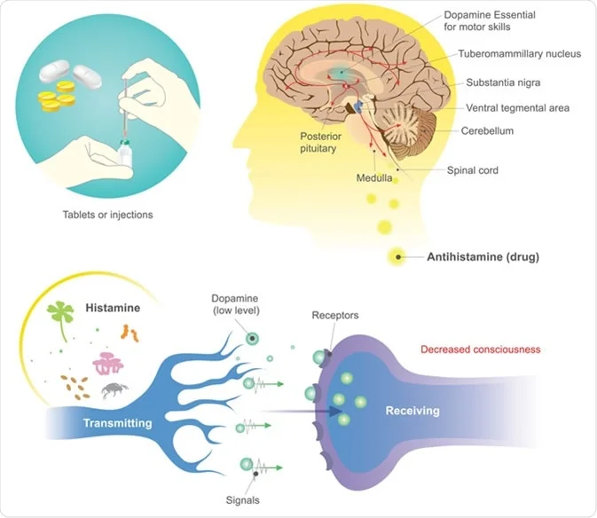 Understanding Antihistamines